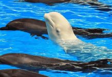 Cá voi có thể… học ngoại ngữ Cá voi có thể… học ngoại ngữ