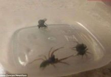 Cận cảnh cơ chế tự vệ dị thường của nhện