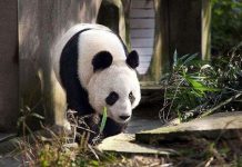 Gấu trúc Trung Quốc trở lại Anh sau 20 năm