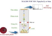 Giới thiệu phương pháp định danh vi sinh vật theo khoa học hiện đại