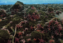 Đại tiệc "xác thịt" dưới đáy biển chính là một cấp độ mới của "địa ngục trần gian"