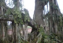 Lý giải hiện tượng “thần giao cách cảm” giữa cây và người Lý giải hiện tượng "thần giao cách cảm" giữa cây và người