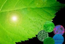 Năng lượng từ lá nhân tạo Năng lượng từ lá nhân tạo