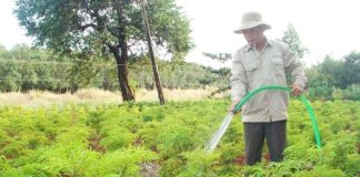 Cách chăm sóc và thu hoạch cây đinh lăng