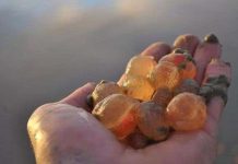 Hàng nghìn sinh vật lạ giống thạch dẻo dạt vào bờ biển California