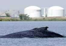 Cá voi thoát ra biển sau nhiều ngày đi lạc Cá voi thoát ra biển sau nhiều ngày đi lạc