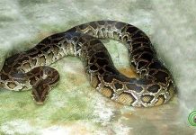 3 loài mãng xà khổng lồ ở Việt Nam