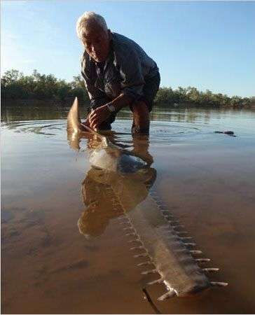 Loài cá đao khổng lồ ở Australia