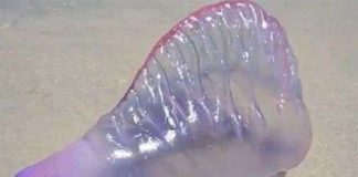 Phát hiện sinh vật biển trong suốt, cực "ảo diệu"