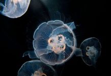 Loài sứa tự chữa lành vết thương, đảo ngược lão hóa