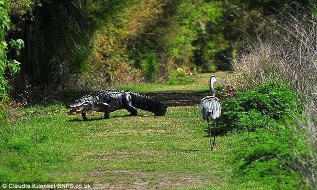 Chim diệc bị tấn công vì ... ‘trộm’ con của cá sấu