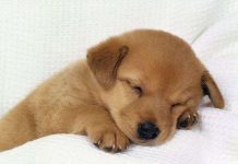 Loài chó cũng có tính cách lạc quan hoặc bi quan