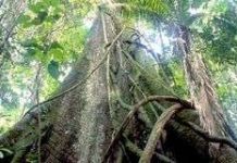 80% rừng nhiệt đới có thể biến mất do biến đổi khí hậu 80% rừng nhiệt đới có thể biến mất do biến đổi khí hậu