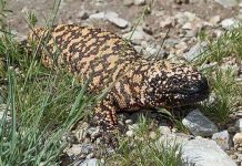 Bộ dạng kinh dị của thằn lằn "quái vật"