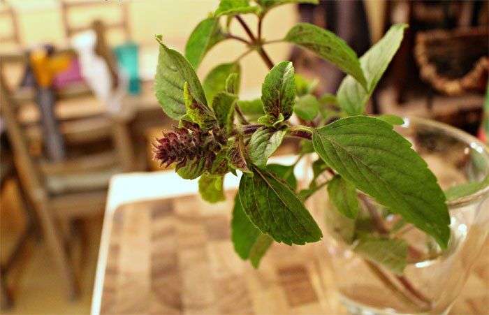 Tự trồng húng quế theo cách thủy canh đơn giản tại nhà