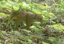 Phát hiện loài beo hồng bí ẩn nhất thế giới Phát hiện loài beo hồng bí ẩn nhất thế giới