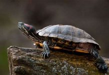 Điều khiển rùa từ xa Điều khiển rùa từ xa