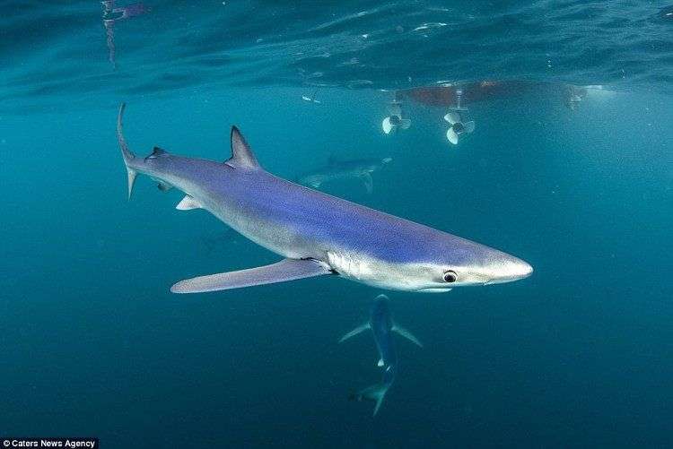 Chụp được cá mập xanh cực hiếm ngoài khơi nước Anh