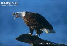 Tìm hiểu loài chim ăn thịt khổng lồ mệnh danh “chúa tể bầu trời“