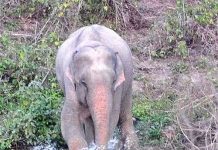 Phát hiện voi màu hồng kỳ dị ở Thái Lan