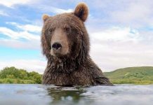 Cận cảnh gấu săn cá hồi ở Nga