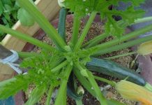 Hướng dẫn cách trồng bí ngồi cho năng suất cao Hướng dẫn cách trồng bí ngồi cho năng suất cao