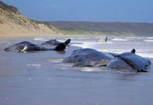 Cá voi hoa bị mắc cạn hàng loạt tại New Zealand Cá voi hoa bị mắc cạn hàng loạt tại New Zealand