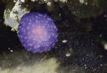 Sinh vật hình cầu màu tím bí ẩn ở Thái Bình Dương