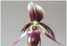 Lai tạo thành công lan hài lạ