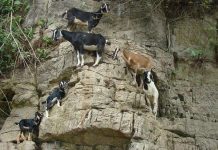 Bất ngờ trước khả năng leo núi của loài dê Bất ngờ trước khả năng leo núi của loài dê