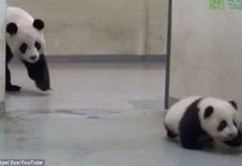 Gấu trúc mẹ dỗ gấu con đi ngủ Gấu trúc mẹ dỗ gấu con đi ngủ