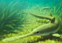 Cá mập cổ di cư để đẻ trứng Cá mập cổ di cư để đẻ trứng