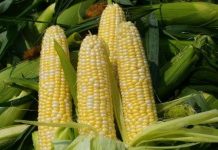 Argentina sáng chế thành công chất dẻo từ ngô, sắn Argentina sáng chế thành công chất dẻo từ ngô, sắn