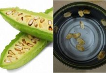 Hướng dẫn cách trồng mướp đắng sai quả tại nhà Hướng dẫn cách trồng mướp đắng sai quả tại nhà