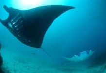 Cá có thể sống được dưới độ sâu lên tới 8.200m