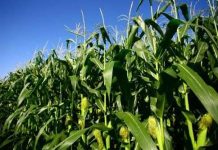 Tăng phức hợp luân canh sẽ làm tăng sản lượng một cách bền vững