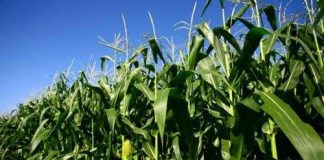 Tăng phức hợp luân canh sẽ làm tăng sản lượng một cách bền vững