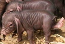 Con lợn có 2 chân mọc từ... hậu môn