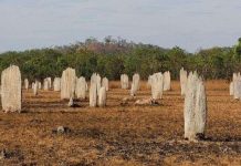 Nghĩa địa mối khổng lồ ở Australia