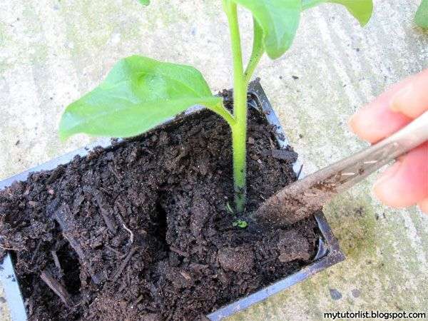 Kỹ thuật trồng hoa dạ yến thảo bằng cành