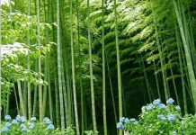 Tre có thể giúp làm nguội trái đất