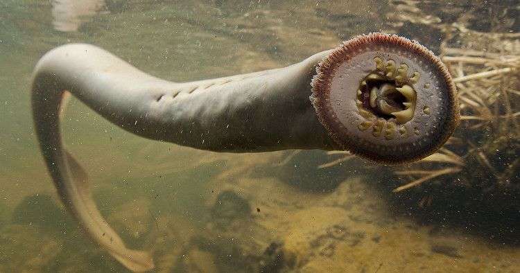 Cá ma cà rồng hút máu tràn ngập nhiều sông ngòi nước Anh