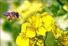 Loài ong biết phân biệt hình phạt và phần thưởng