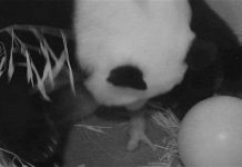 Gấu trúc sinh con ở vườn thú Mỹ Gấu trúc sinh con ở vườn thú Mỹ