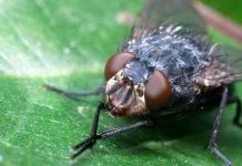 Ruồi cũng biết sợ hãi như con người