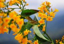 10 loài cây độc nguy hiểm trên đường du lịch