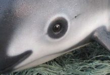 Sinh vật lạ "có thể chưa ai nghe tên" này sẽ tuyệt chủng ngay trong năm 2018