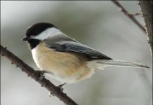 Vì sao chim ngủ trên cành cây không bị ngã?