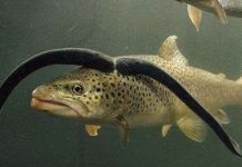 Mỹ nỗ lực diệt loài cá "ma cà rồng" kinh dị