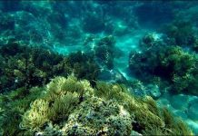 Chung tay bảo vệ môi trường biển Vịnh Nha Trang